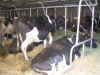 AAT70Avril07 136.jpg (668687 octets)